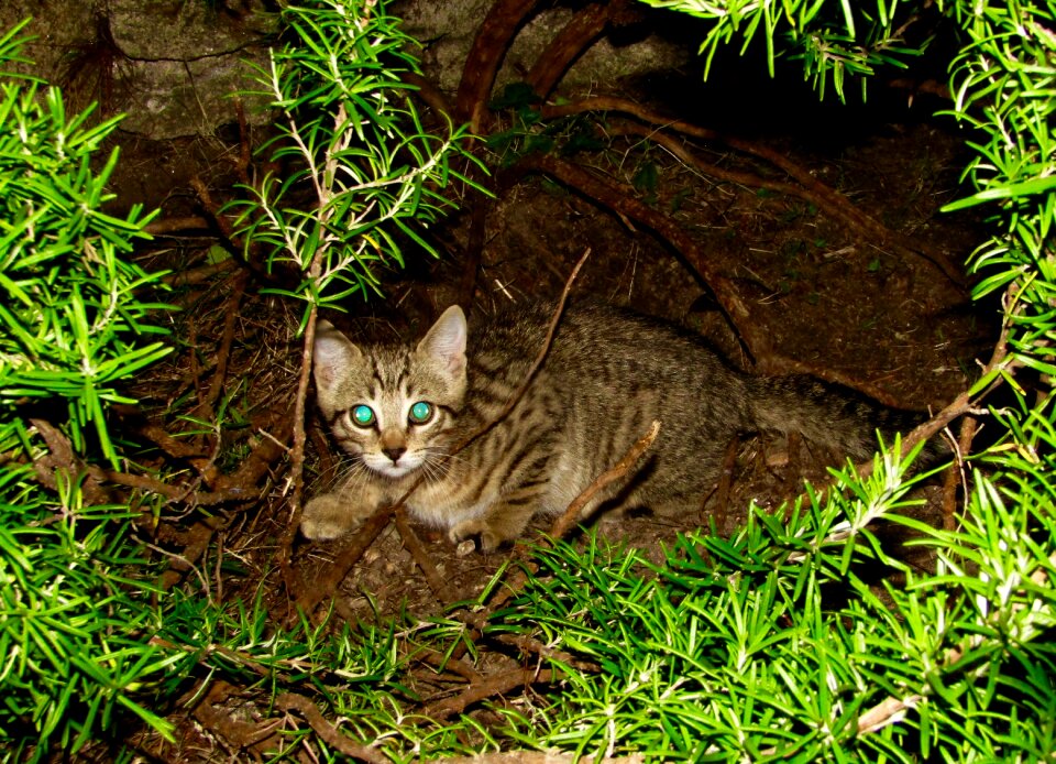 Kitten night curious