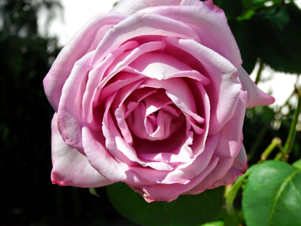 Garden color pink nature