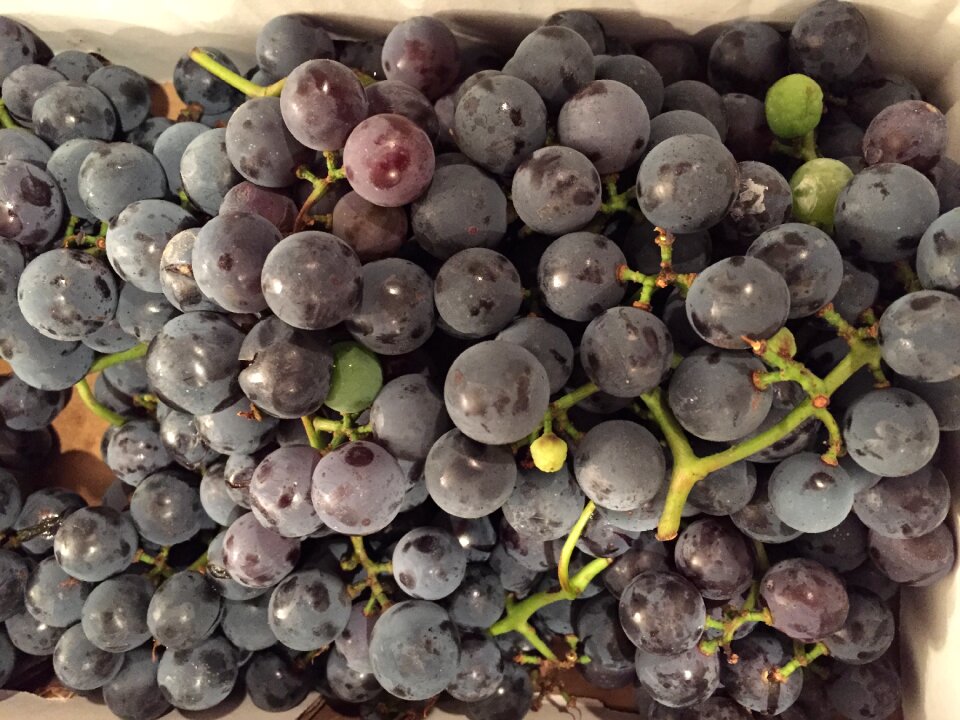 Fruit bunch cluster