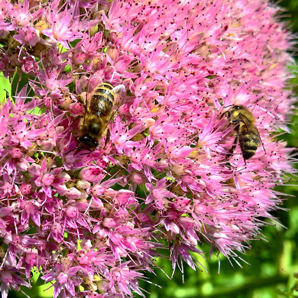 Flowers stonecrop nectar