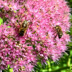 Flowers stonecrop nectar photo