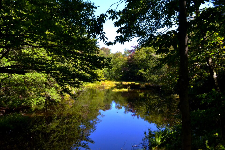 Reflection nature