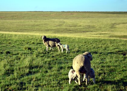 Sheep livestock
