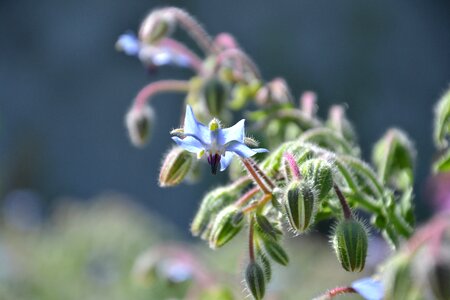 Summer houses garden flower