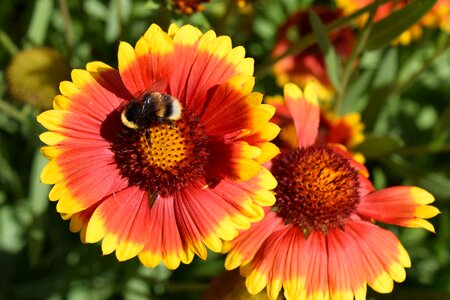 Insect hummel flower photo