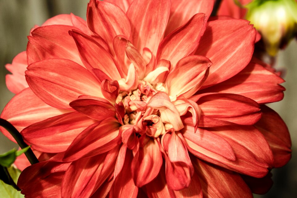 Macro garden floral