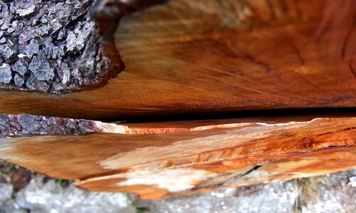 Wood work tree felling annual rings photo