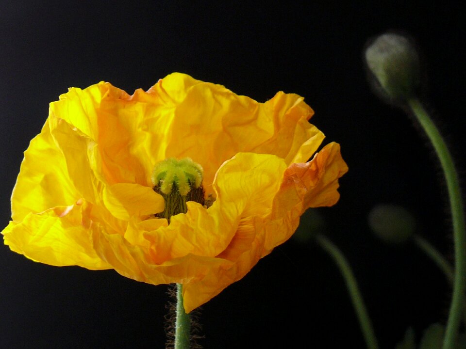 Blossom bloom flower