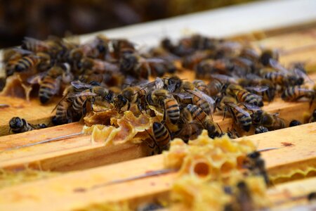 Bin honey beehive