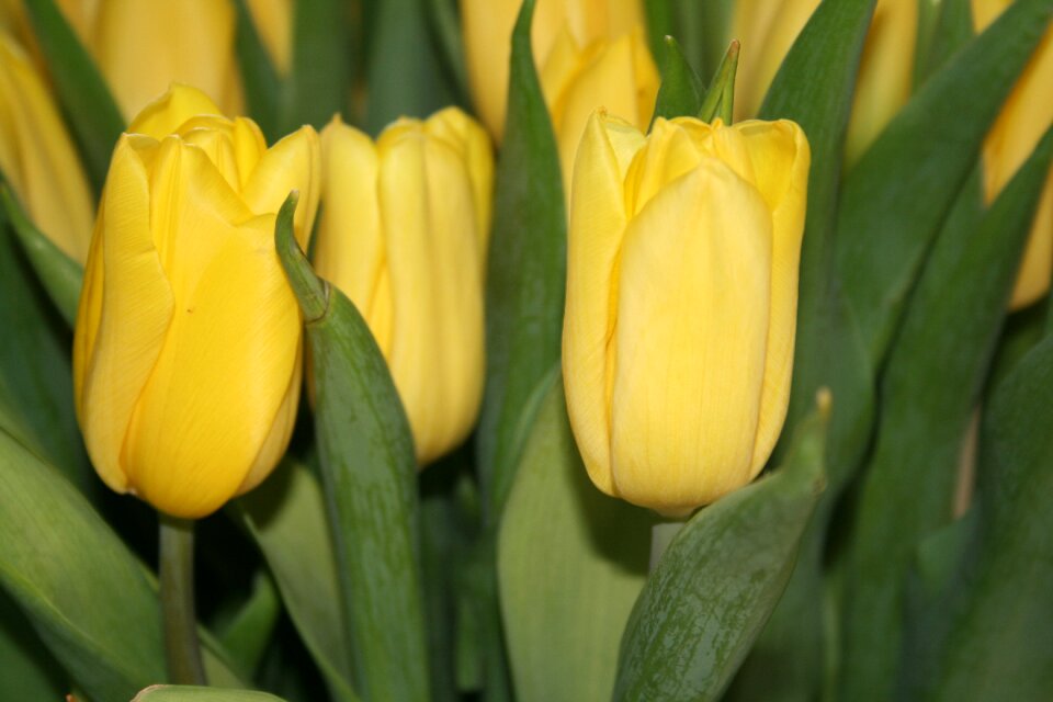 Garden yellow colour