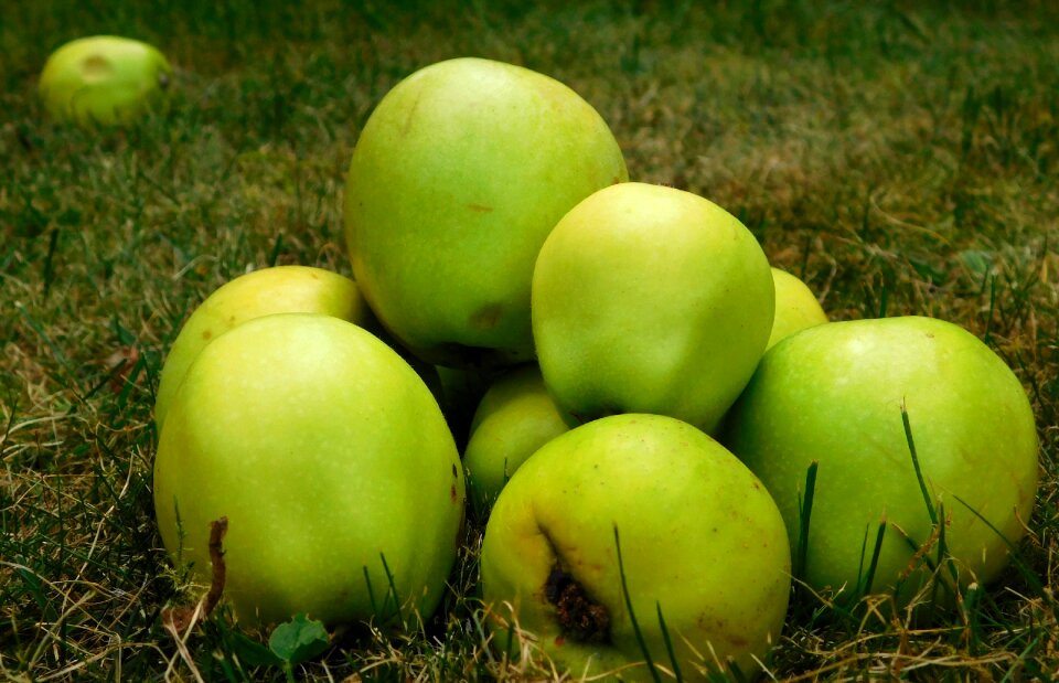 Obsthaufen obstfall autumn