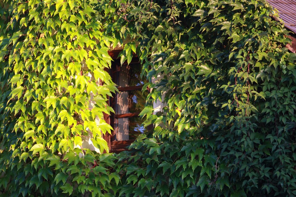 Fouling window overgrown photo