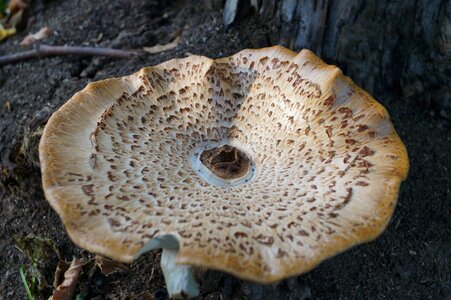 Forest tree fungus nature