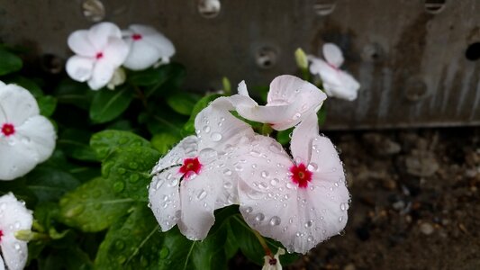 Plant flora white