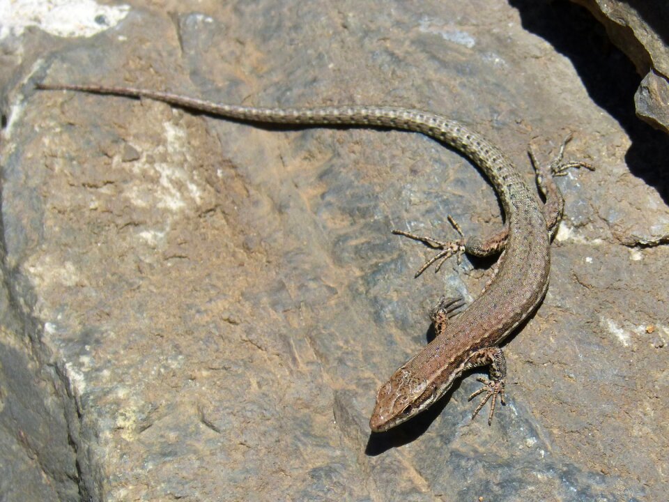 Rock pyrenee catalunya sargantana