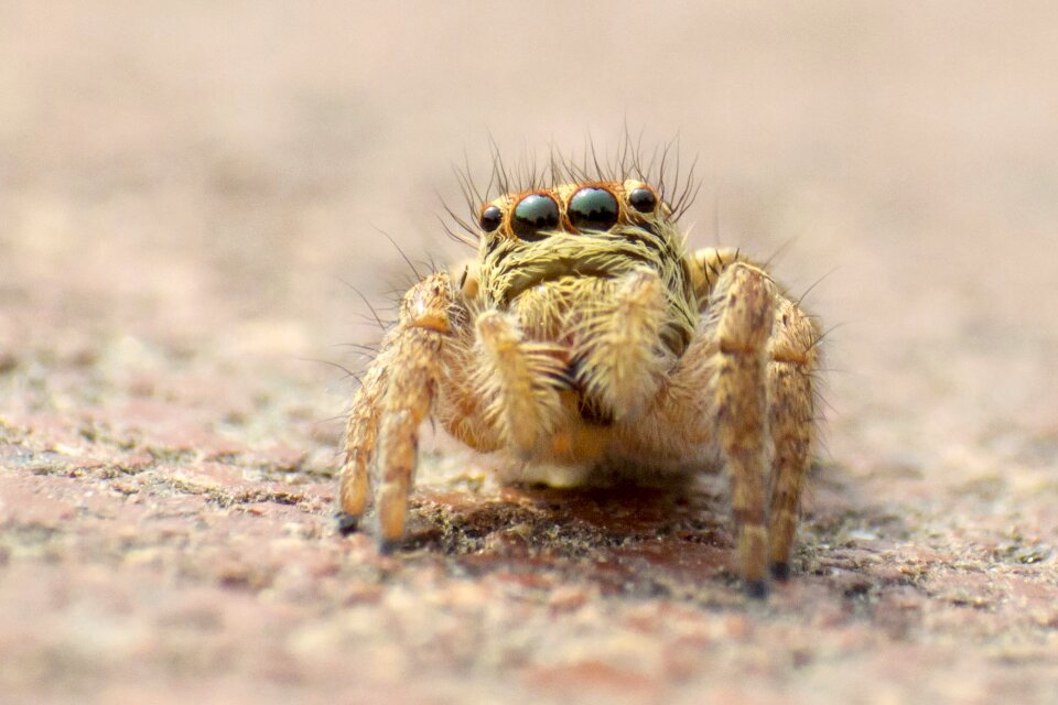 Bug insect