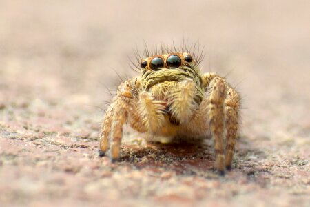 Bug insect