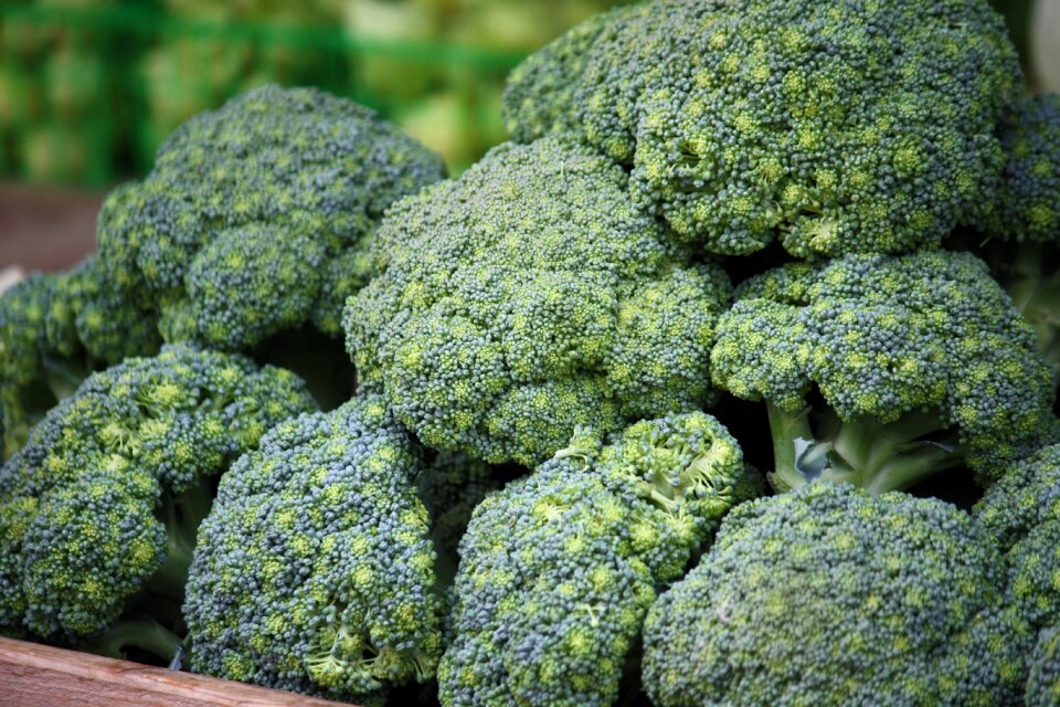 Vegetable food adult