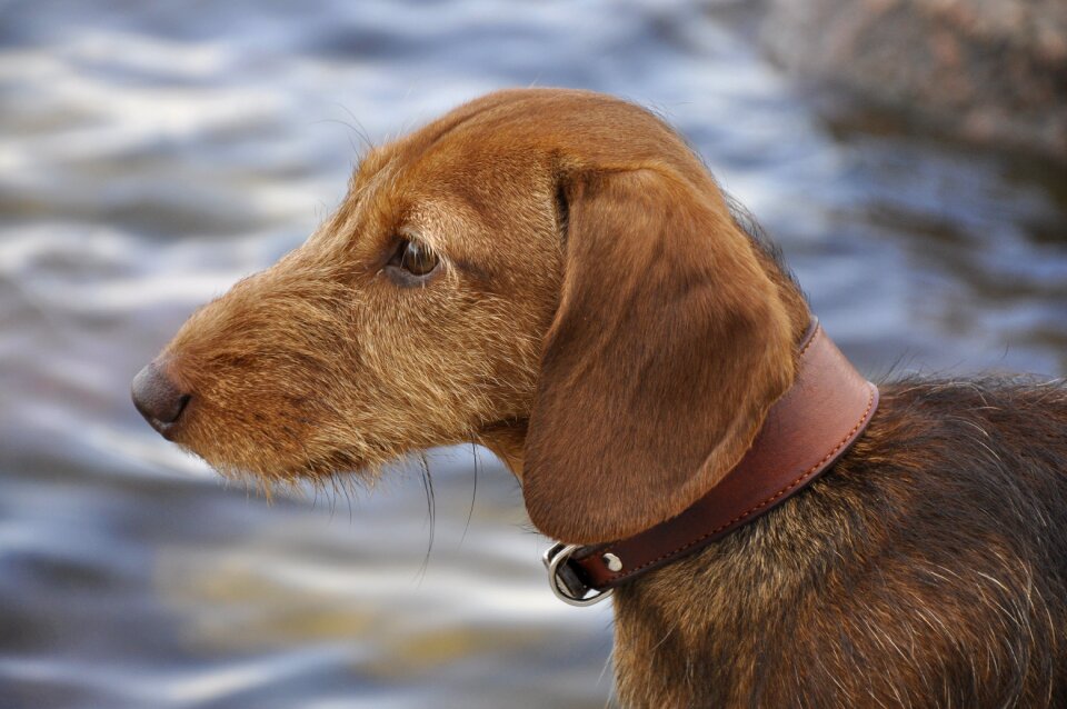 Dog dachshund beach