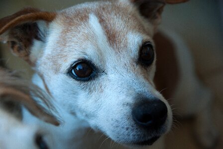 Old terrier canine photo