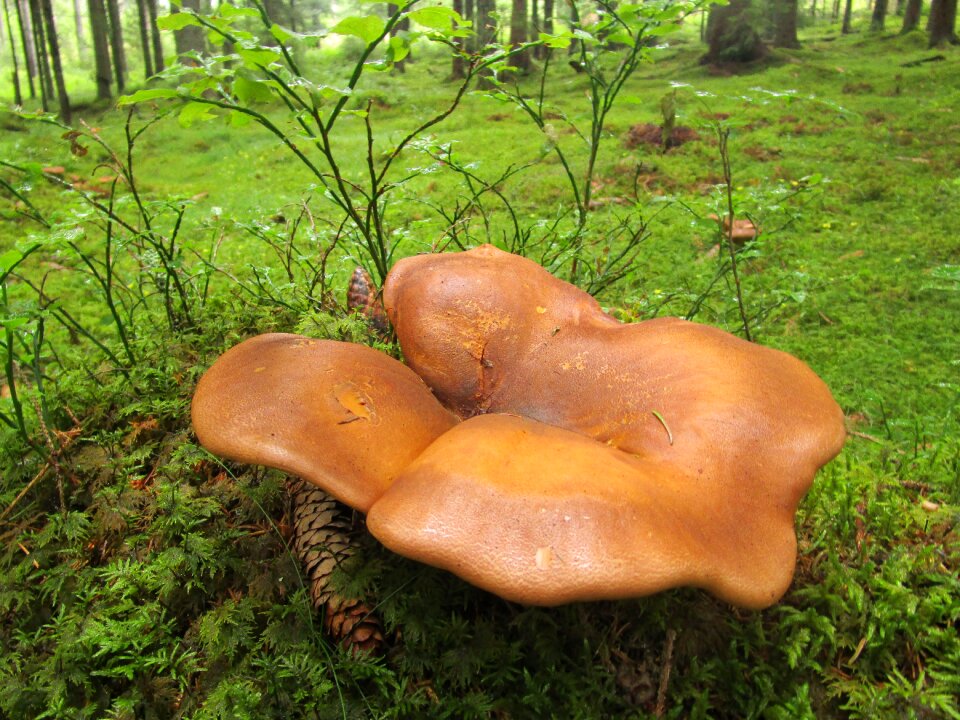 Forest mushroom picking brown