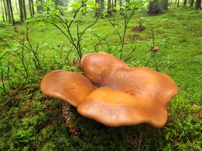 Forest mushroom picking brown photo