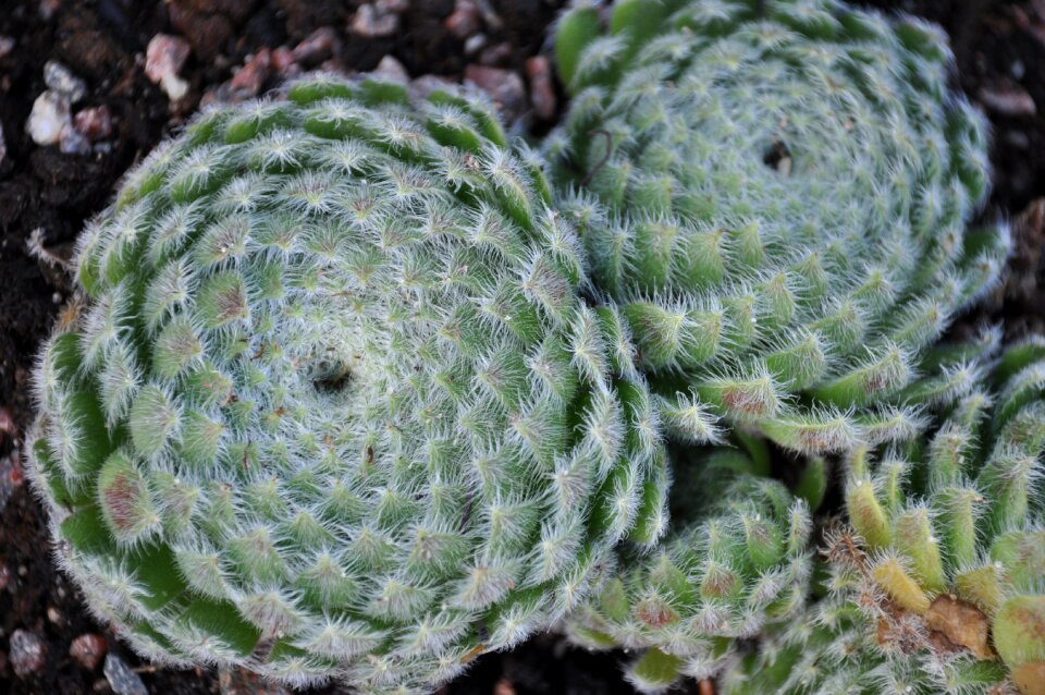 Green garden plants
