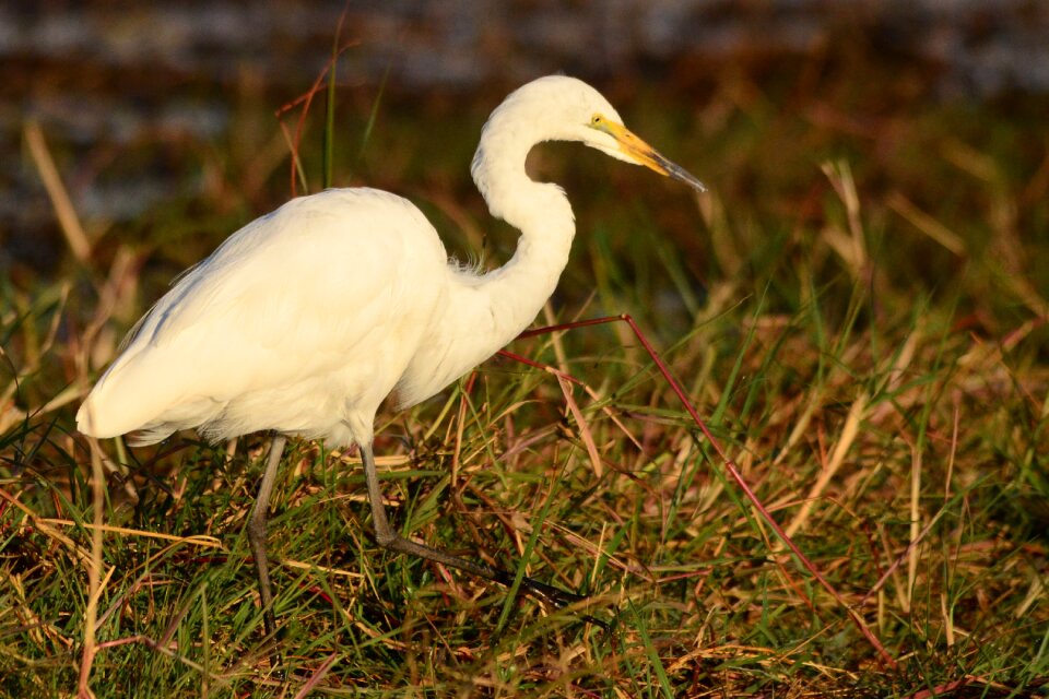 Heron botswana chobe