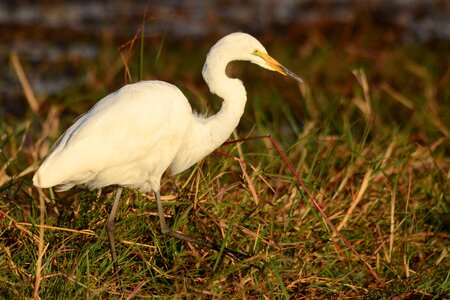 Heron botswana chobe photo