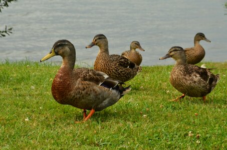 Waterfowl water grass photo