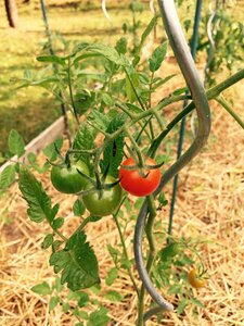 Tomatoes straw guardian