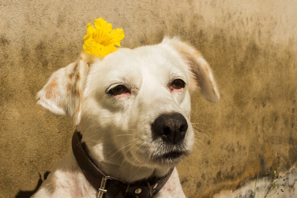 Dog animal pet