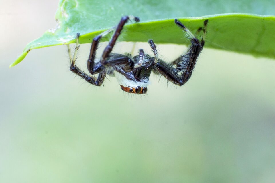 Bug insect