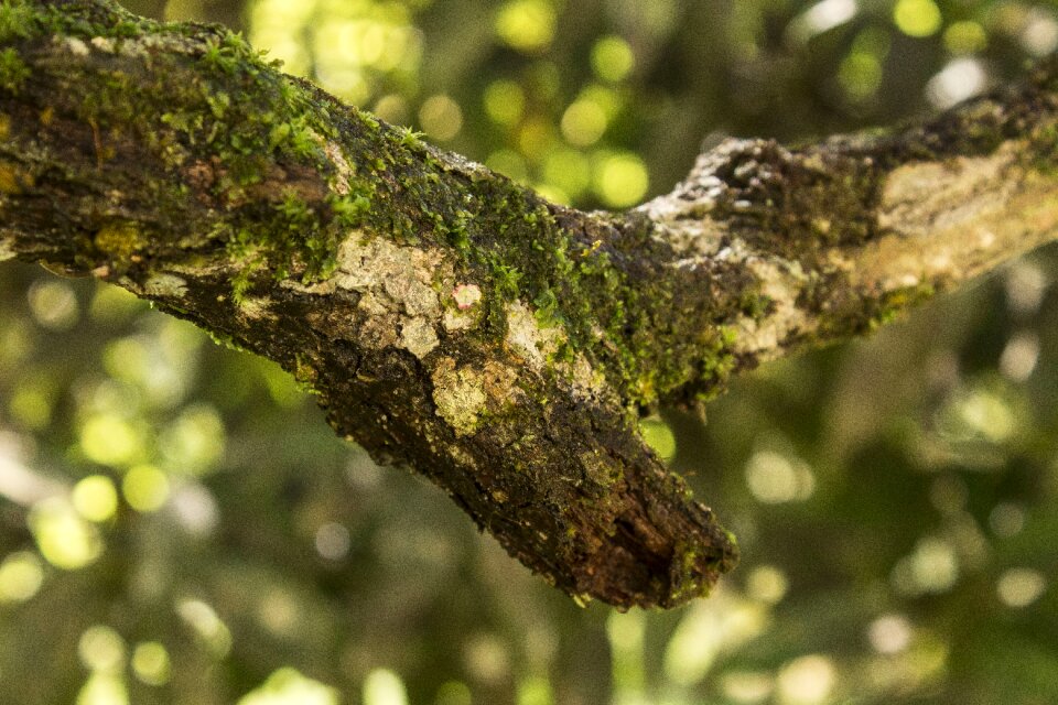 Nature tree trunk