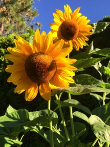 Summer garden