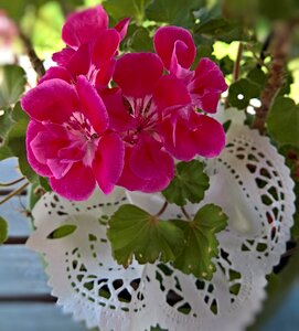 Ornamental plant strong pink fragrant