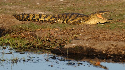 Crocodile botswana chobe