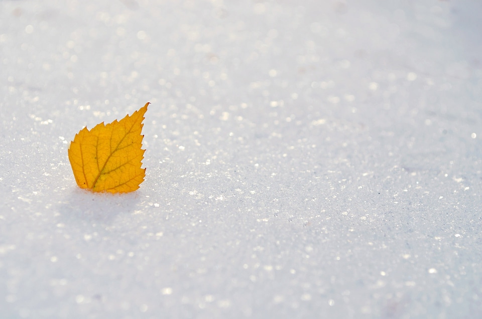 Seasons winter frozen