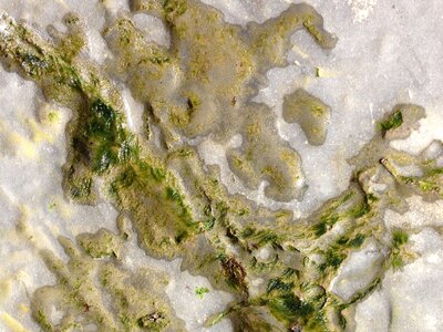 Ocean algae sand