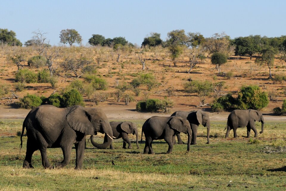 Chobe herd of elephants africa