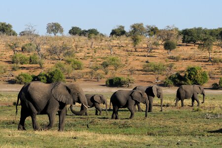 Chobe herd of elephants africa