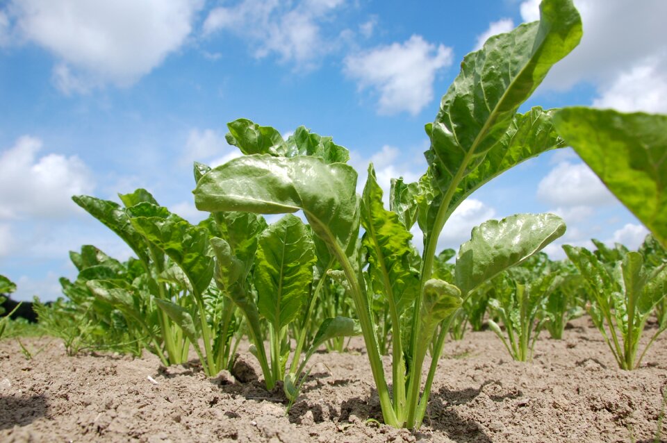 Sugar beet bite root crop