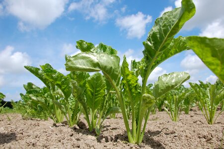 Sugar beet bite root crop