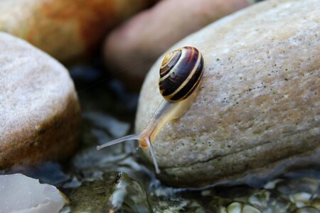 Mollusk shell nature