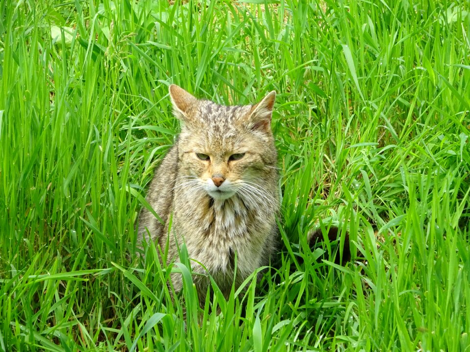 Cat deer park animal