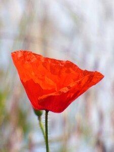 Red nature summer