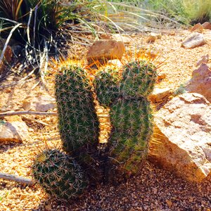 Southwest tucson landscape