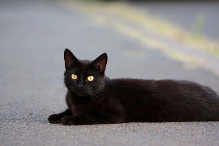 Road yellow eyes alley cat photo