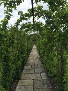 Nature forest summer