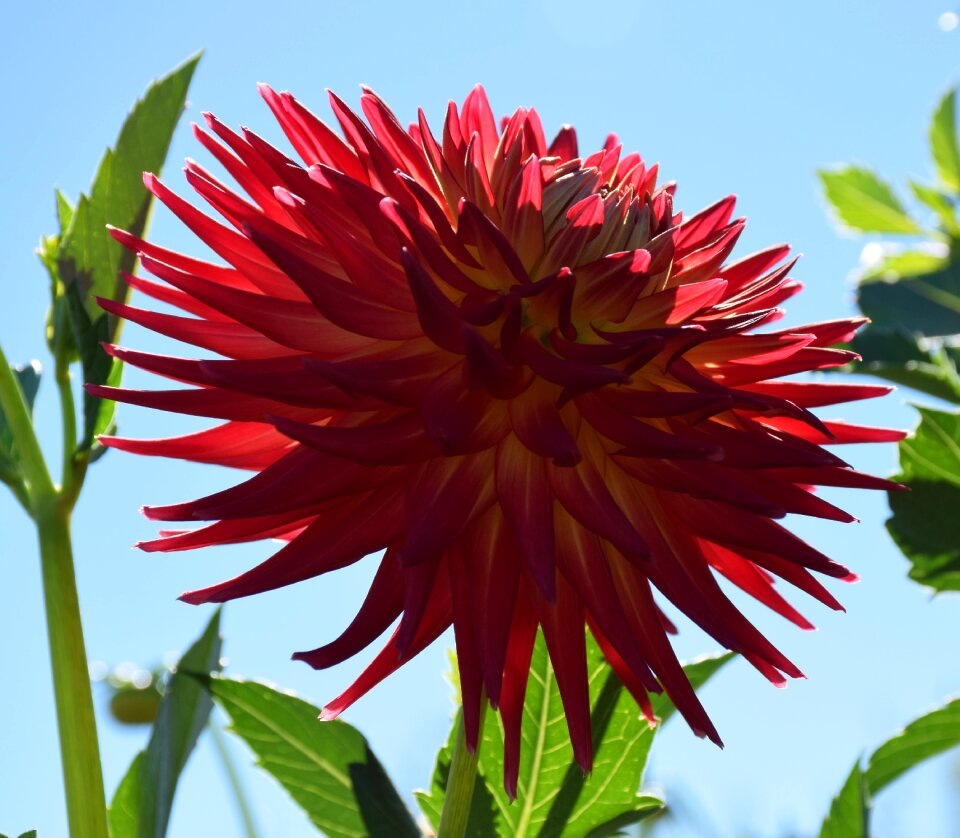 Bloom flower summer